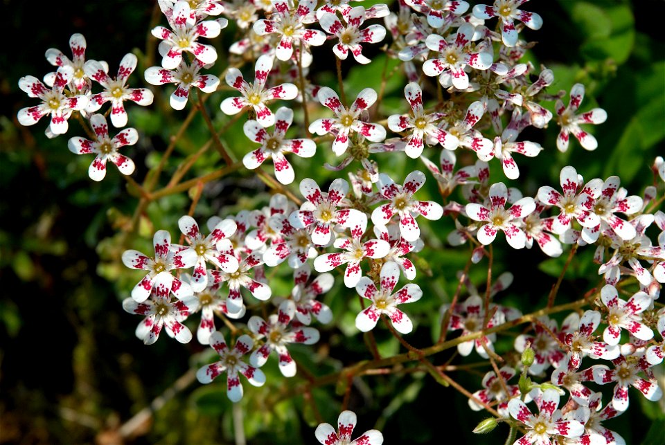 Chondrosea cotyledon (= Saxifraga cotyledon) 'Southside Seedling'