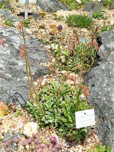 Saxifraga cotyledon (now Chondrosea cotyledon) specimen in the Botanischer Garten München-Nymphenburg, Munich, Germany.