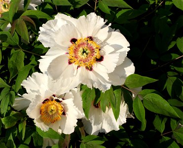 Rock's tree peony (Paeonia rockii). The plant is grown up in a garden. Ukraine.