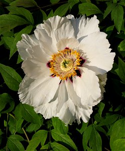 Rock's tree peony (Paeonia rockii). The plant is grown up in a garden. Ukraine.