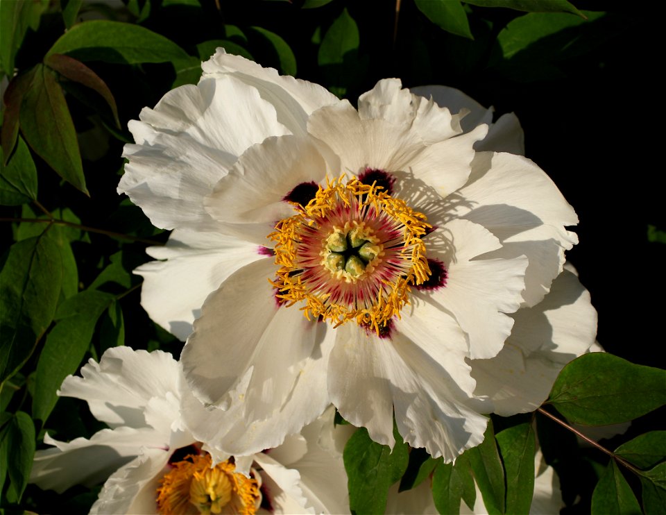 Rock's tree peony (Paeonia rockii). The plant is grown up in a garden. Ukraine.