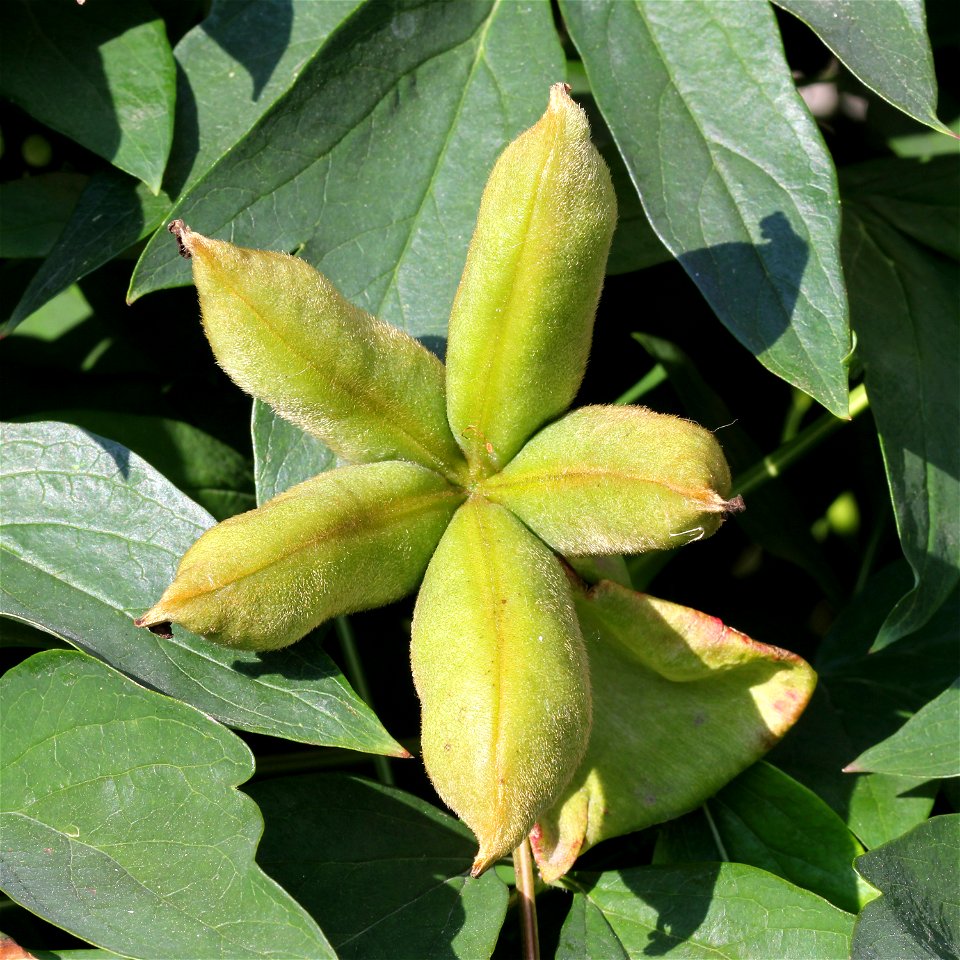 Rock's tree peony (Paeonia rockii), unripe fruit. The plant is grown up in a garden. Ukraine.