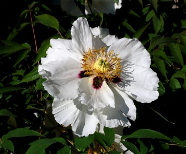 Rock's tree peony (Paeonia rockii). The plant is grown up in a garden. Ukraine.