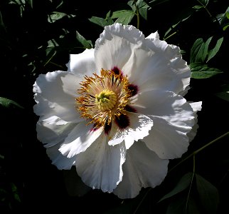 Rock's tree peony (Paeonia rockii). The plant is grown up in a garden. Ukraine.