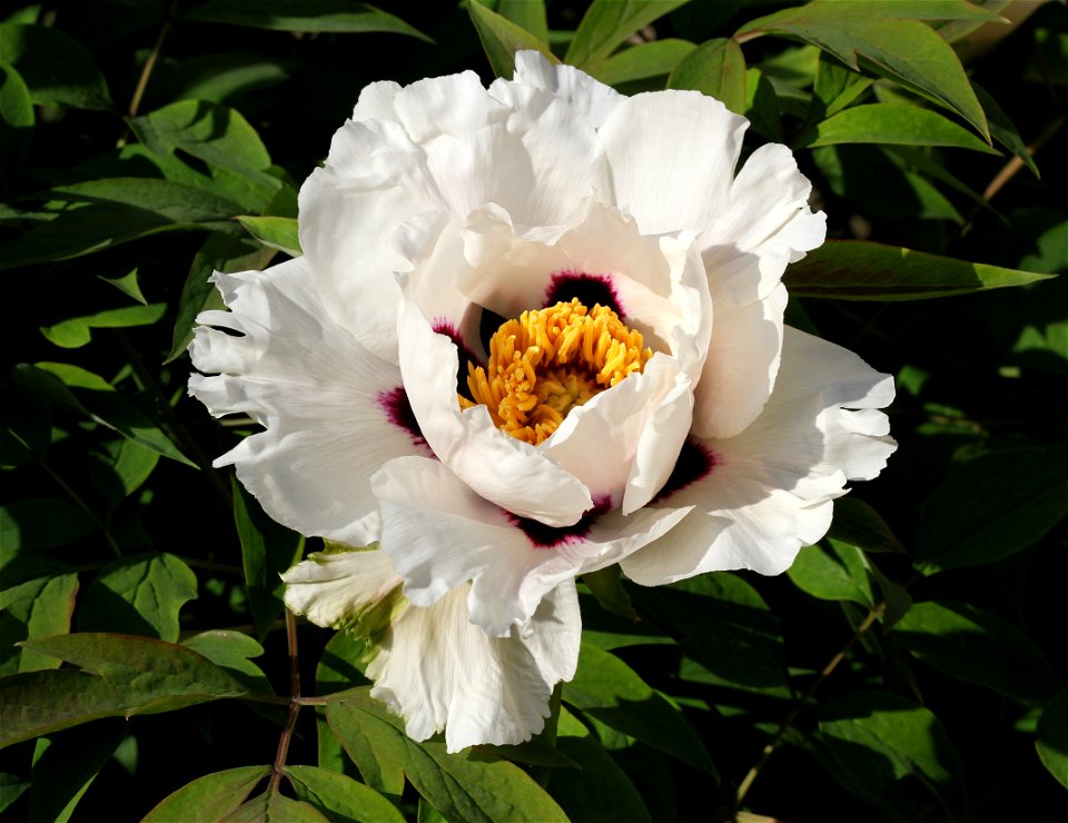 Rock's tree peony (Paeonia rockii). The plant is grown up in a garden. Ukraine.