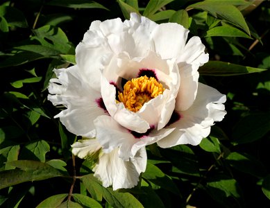 Rock's tree peony (Paeonia rockii). The plant is grown up in a garden. Ukraine. photo