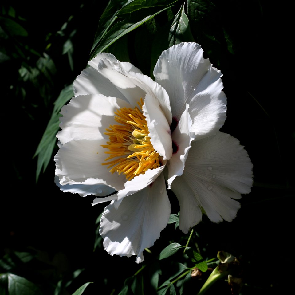 Rock's tree peony (Paeonia rockii). The plant is grown up in a garden. Ukraine.