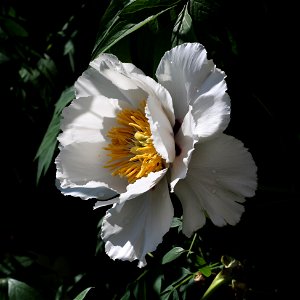 Rock's tree peony (Paeonia rockii). The plant is grown up in a garden. Ukraine. photo