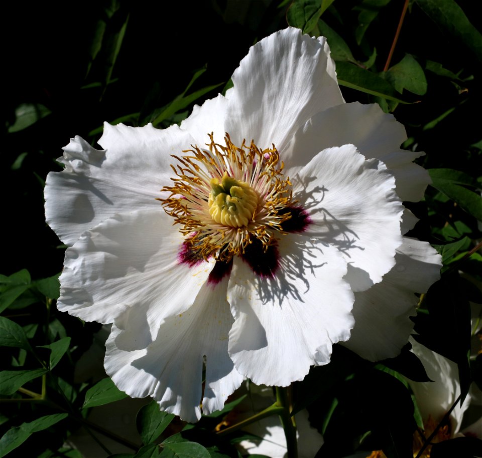 Rock's tree peony (Paeonia rockii). The plant is grown up in a garden. Ukraine.