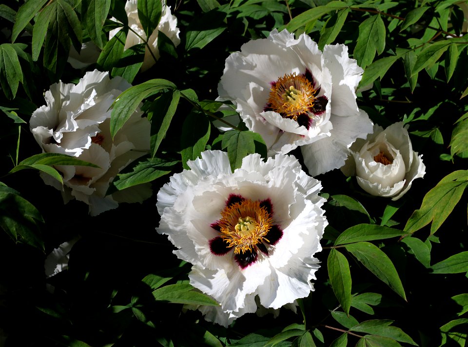 Rock's tree peony (Paeonia rockii). Ukraine, Vinnytsia.