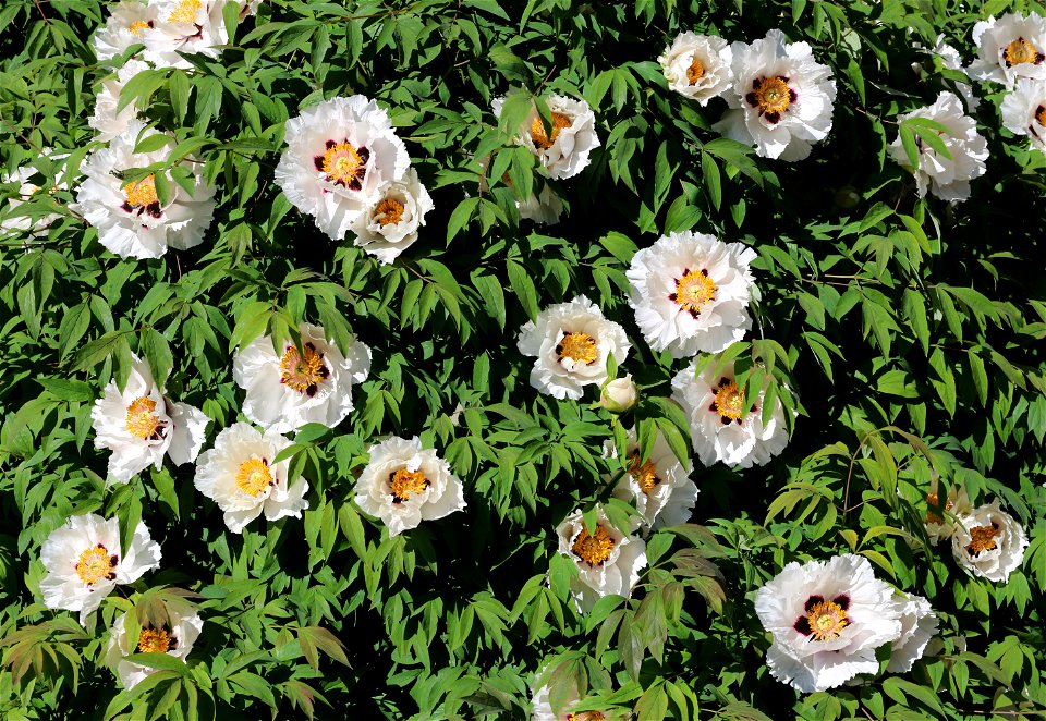 Rock's tree peony (Paeonia rockii). Ukraine, Vinnytsia.