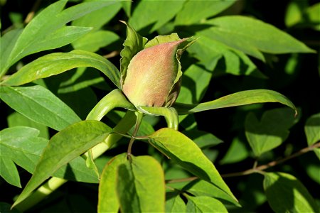 Rock's tree peony (Paeonia rockii), the bud. The plant is grown up in a garden. Ukraine.