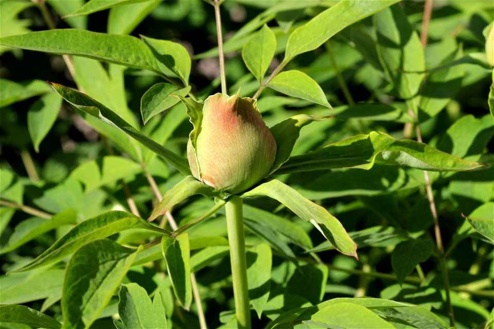 Rock's tree peony (Paeonia rockii), the bud. The plant is grown up in a garden. Ukraine.