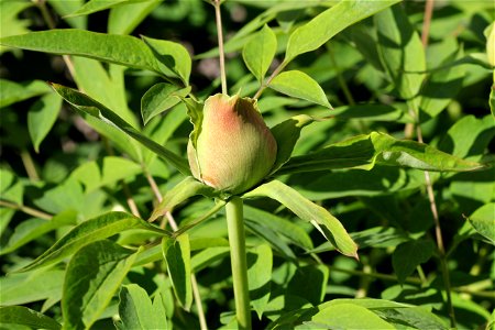 Rock's tree peony (Paeonia rockii), the bud. The plant is grown up in a garden. Ukraine.