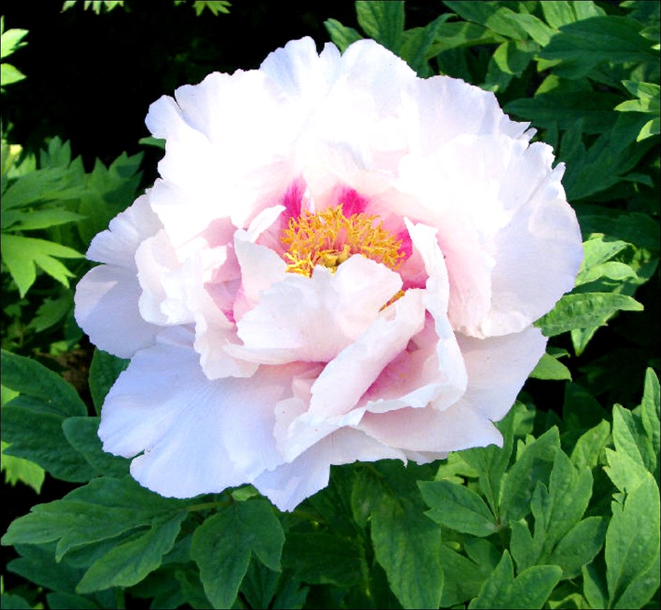 Paeonia suffruticosa (pale pink)