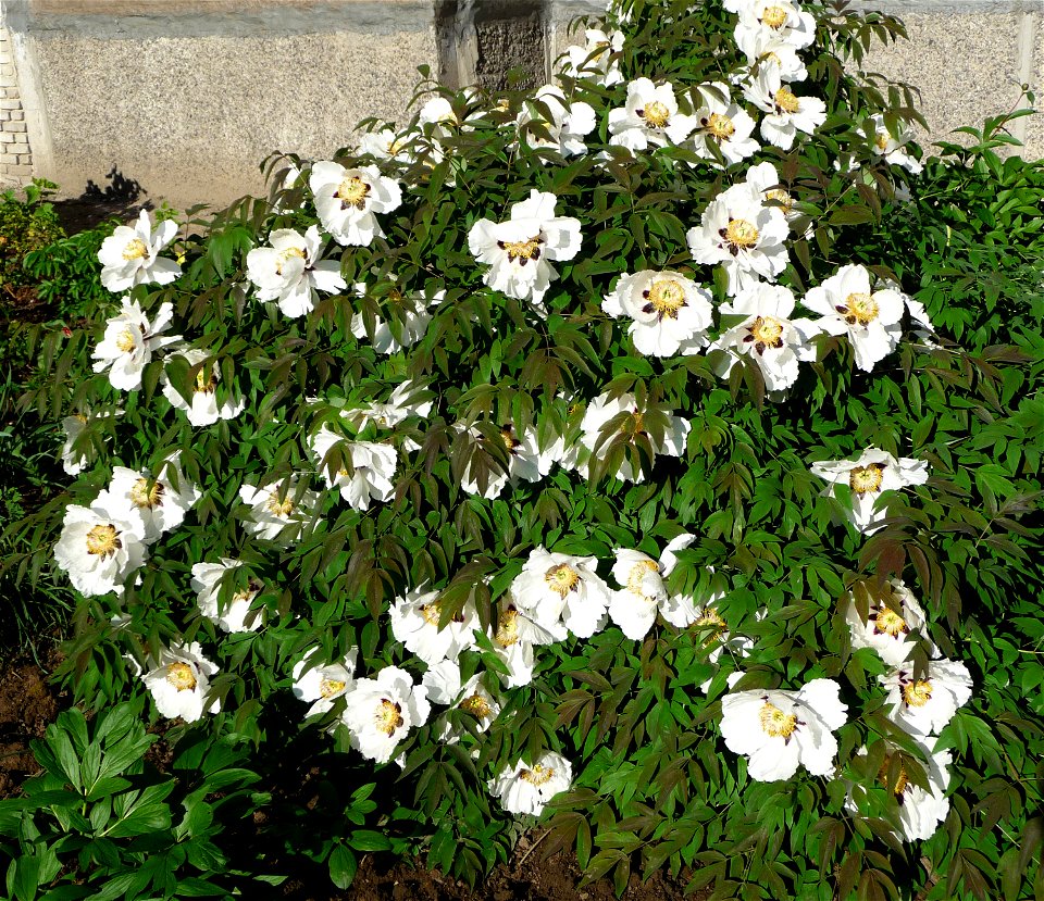 Rock's peony or Rock's tree peony 
(Paeonia rockii, also Paeonia suffruticosa).

Ukraine