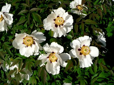 Rock's peony or Rock's tree peony (Paeonia rockii, also Paeonia suffruticosa). Ukraine photo