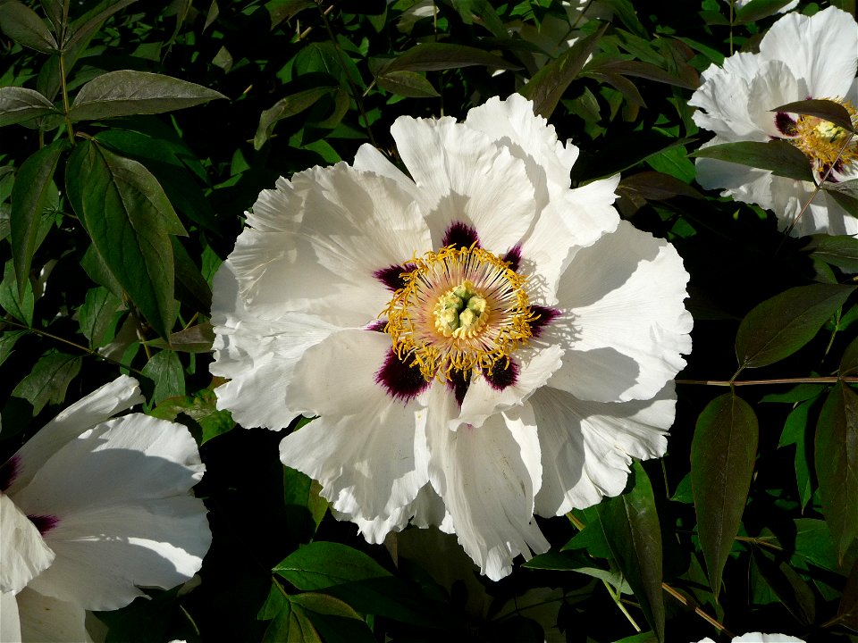 Rock's peony or Rock's tree peony 
(Paeonia rockii, also Paeonia suffruticosa).

Ukraine