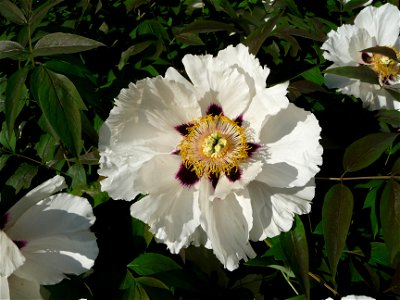 Rock's peony or Rock's tree peony (Paeonia rockii, also Paeonia suffruticosa). Ukraine photo