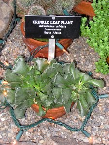 Adromischus cristatus specimen, Gaiser Conservatory, Manito Park, Spokane, Washington, USA.