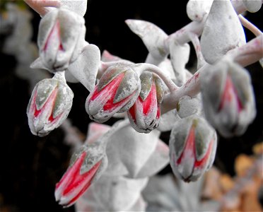 Dudleya pulverulenta. A cultivated specimen at the visitors center at San Elijo Lagoon Ecological Reserve in Cardiff, California, USA.
