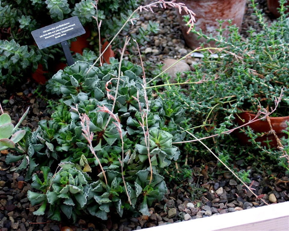 Adromischus cristatus (syn. Adromischus poellnitzianus) at the Buffalo and Erie County Botanical Gardens.