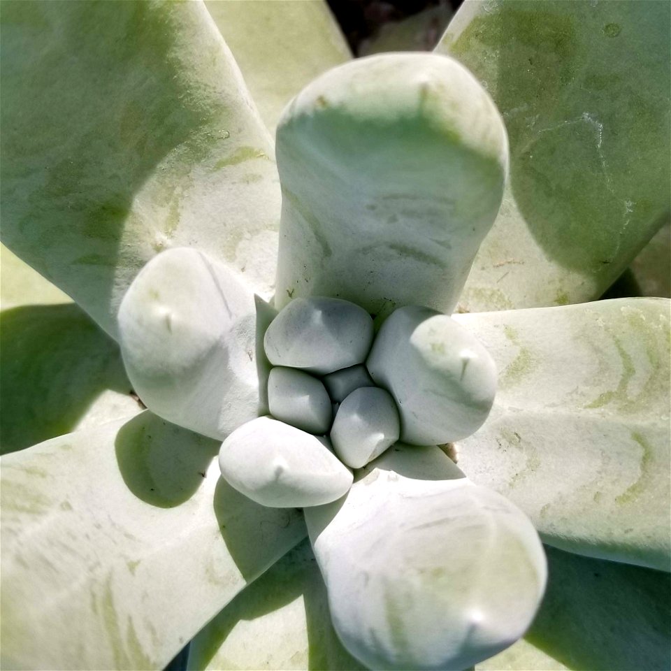 The center rosette of the Cedros Island liveforever, Dudleya pachyphytum