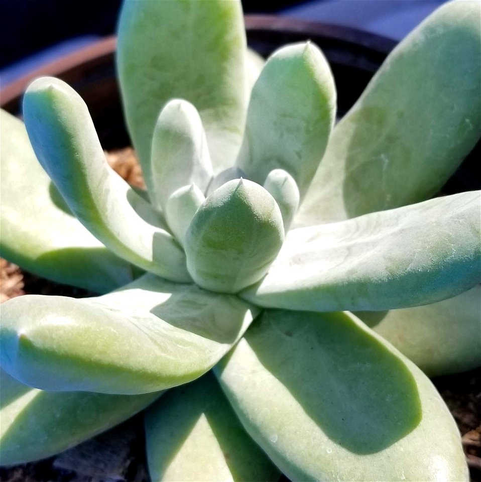 Cultivated specimen of the Cedros Island liveforever, Dudleya pachyphytum.