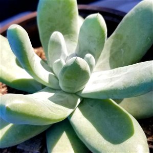 Cultivated specimen of the Cedros Island liveforever, Dudleya pachyphytum.