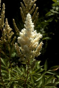 Astilbe Japonica 'Deutschland'. Picture taken in Belgium.
Other photos of the same plant: