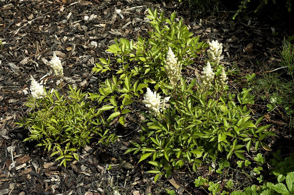Astilbe Japonica 'Deutschland'. Picture taken in Belgium.
Other photos of the same plant