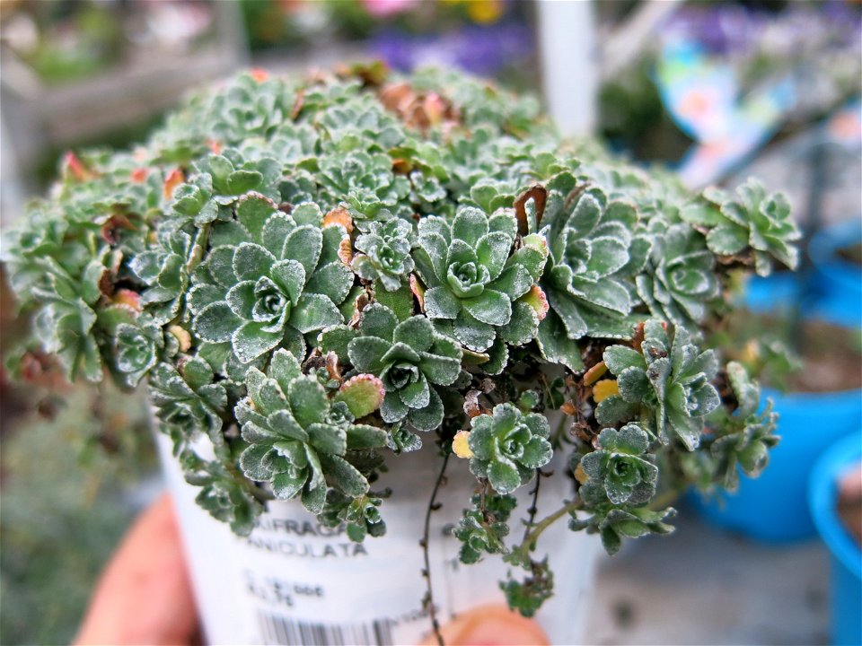 Saxifraga paniculata in a garden centre in France. Identified by botanic commercial label.