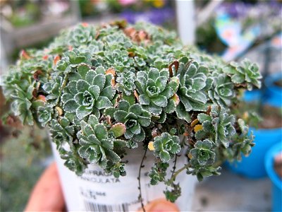 Saxifraga paniculata in a garden centre in France. Identified by botanic commercial label.