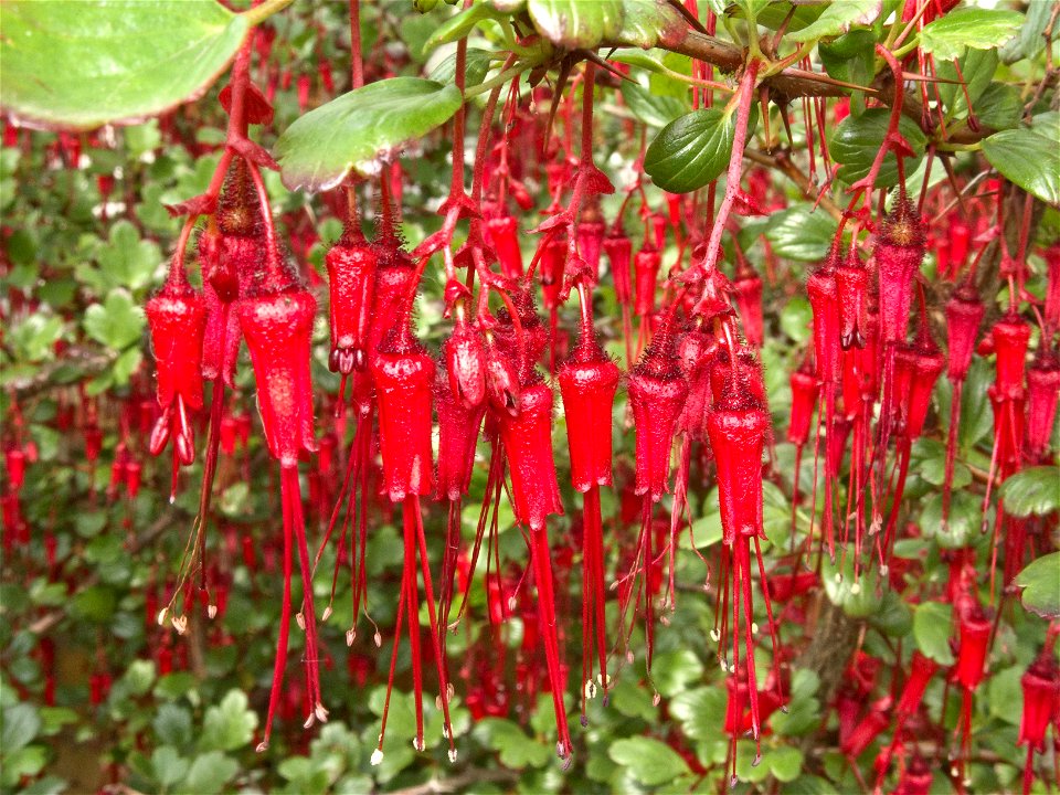 Flowers of Ribes speciosum, photographed at the en:Birmingham Botanical Gardens, Birmingham, UK