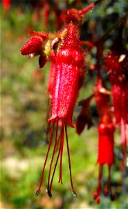 Ribes speciosum — at the San Diego Zoo Safari Park (San Diego Wild Animal Park), Escondido, California. Identified by sign. photo