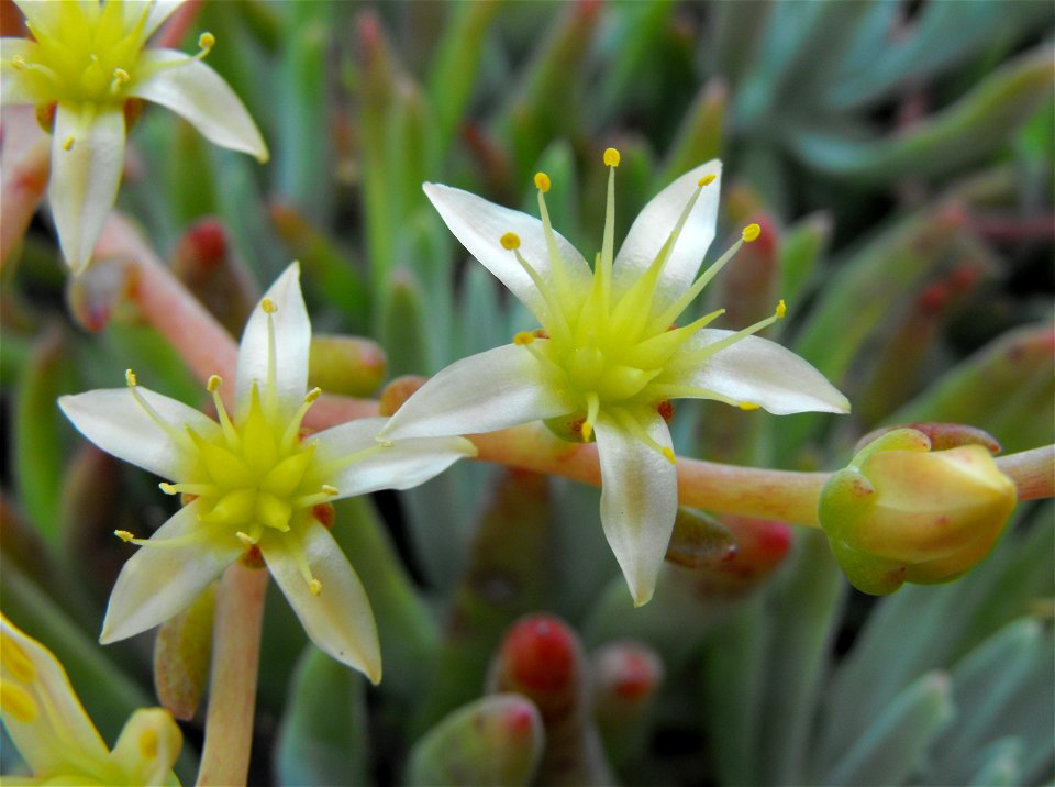 Dudleya edulis at the San Diego Botanic Garden in Encinitas, California, USA. Identified by sign.