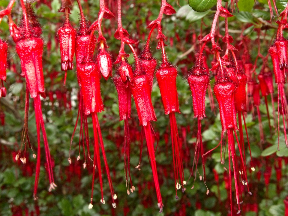 Flowers of Ribes speciosum, photographed at the en:Birmingham Botanical Gardens, Birmingham, UK