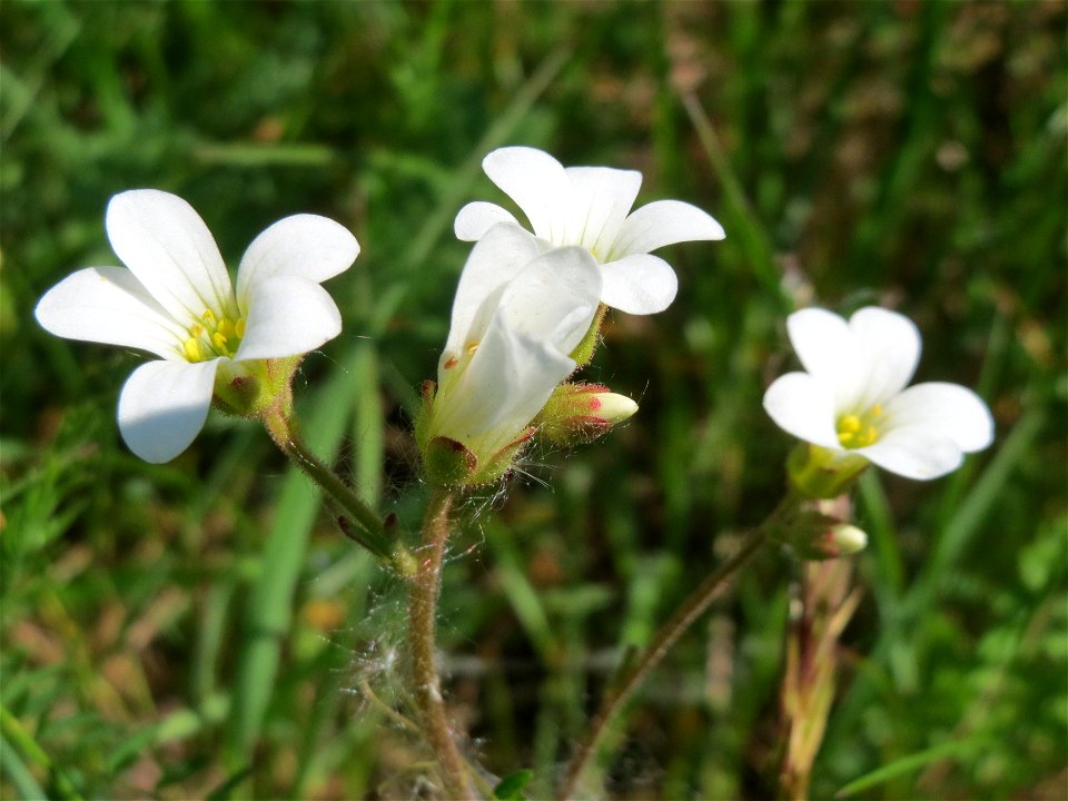 Knöllchen-Steinbrech (Saxifraga granulata) am Tierfriedhof Saarbrücken - der südliche Teil liegt im Landschaftsschutzgebiet „Drahtzugweiher und das Habsterwiesental“