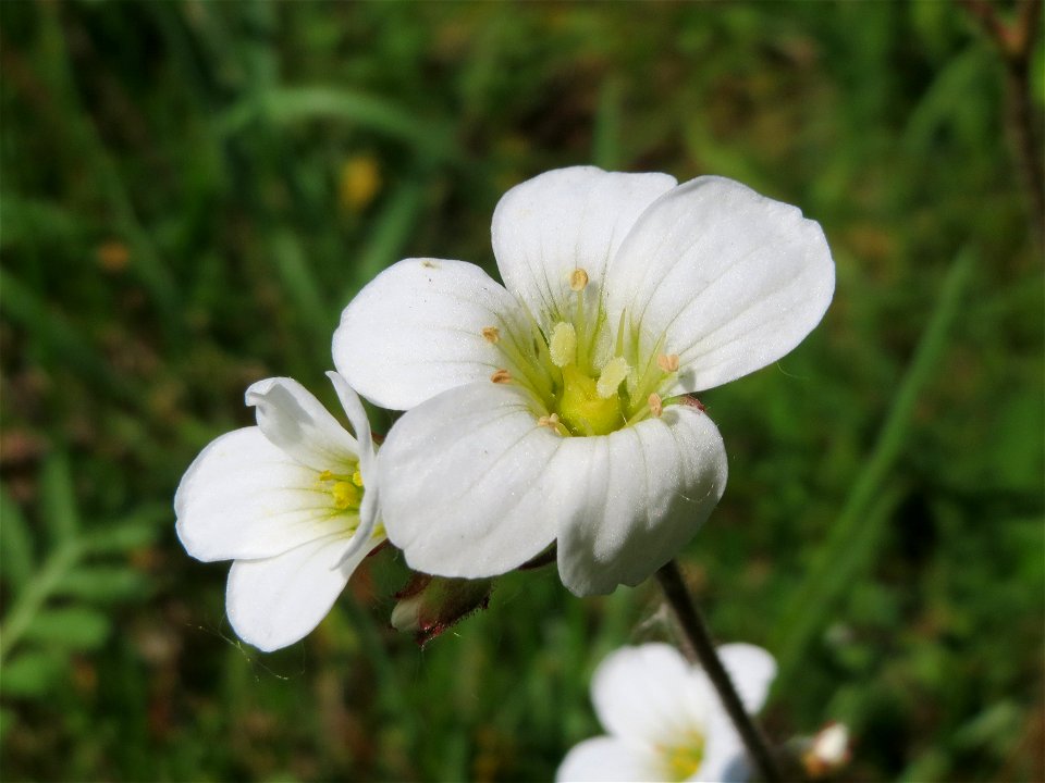 Knöllchen-Steinbrech (Saxifraga granulata) am Tierfriedhof Saarbrücken - der südliche Teil liegt im Landschaftsschutzgebiet „Drahtzugweiher und das Habsterwiesental“