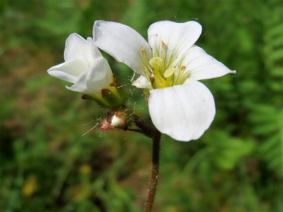 Knöllchen-Steinbrech (Saxifraga granulata) am Tierfriedhof Saarbrücken - der südliche Teil liegt im Landschaftsschutzgebiet „Drahtzugweiher und das Habsterwiesental“