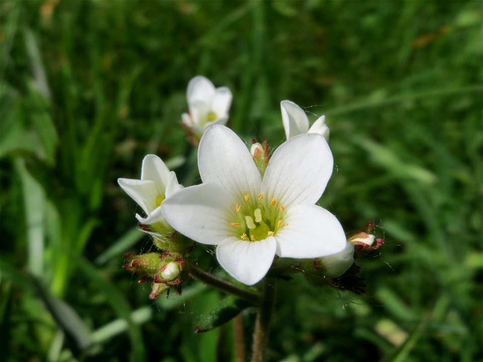 Knöllchen-Steinbrech (Saxifraga granulata) am Tierfriedhof Saarbrücken - der südliche Teil liegt im Landschaftsschutzgebiet „Drahtzugweiher und das Habsterwiesental“