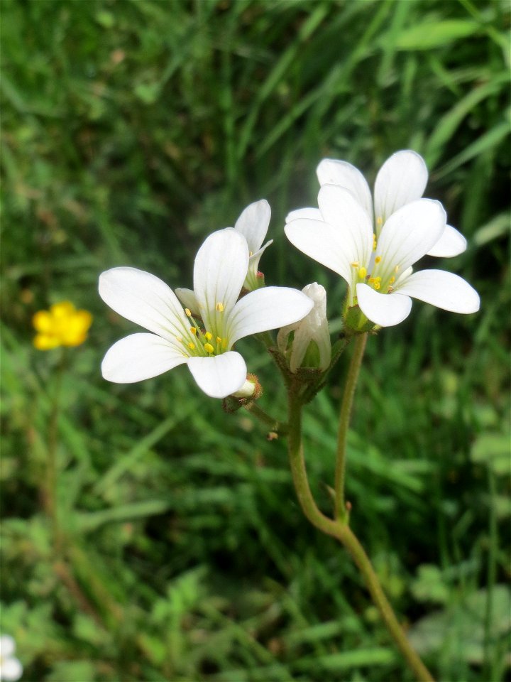Knöllchen-Steinbrech (Saxifraga granulata) auf dem Hauptfriedhof Saarbrücken