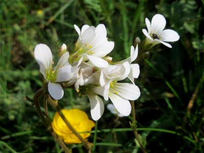 Knöllchen-Steinbrech (Saxifraga granulata) auf dem Hauptfriedhof Saarbrücken