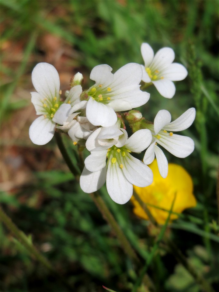 Knöllchen-Steinbrech (Saxifraga granulata) auf dem Hauptfriedhof Saarbrücken
