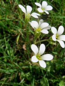 Knöllchen-Steinbrech (Saxifraga granulata) auf dem Hauptfriedhof Saarbrücken