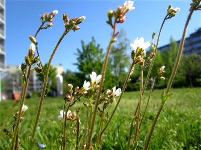 Knöllchen-Steinbrech (Saxifraga granulata) am Ev. Krankenhaus in Saarbrücken