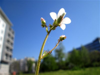 Knöllchen-Steinbrech (Saxifraga granulata) am Ev. Krankenhaus in Saarbrücken
