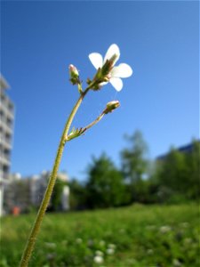 Knöllchen-Steinbrech (Saxifraga granulata) am Ev. Krankenhaus in Saarbrücken