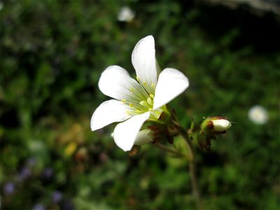 Knöllchen-Steinbrech (Saxifraga granulata) am Ev. Krankenhaus in Saarbrücken