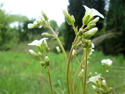 Knöllchen-Steinbrech (Saxifraga granulata) am Tierfriedhof im Landschaftsschutzgebiet „Drahtzugweiher und das Habsterwiesental“ in Alt-Saarbrücken